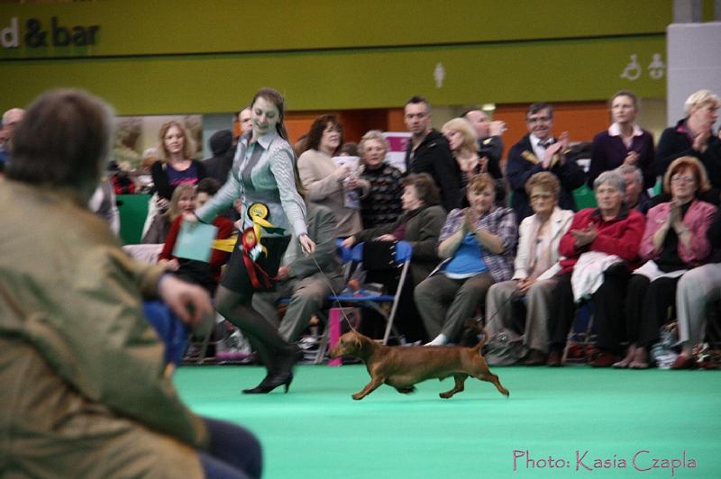 Crufts2011_2 1028.jpg